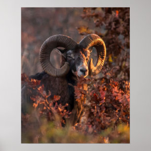 Europäischer Mufflon-Widder im Herbstwald-Wildlebe Poster