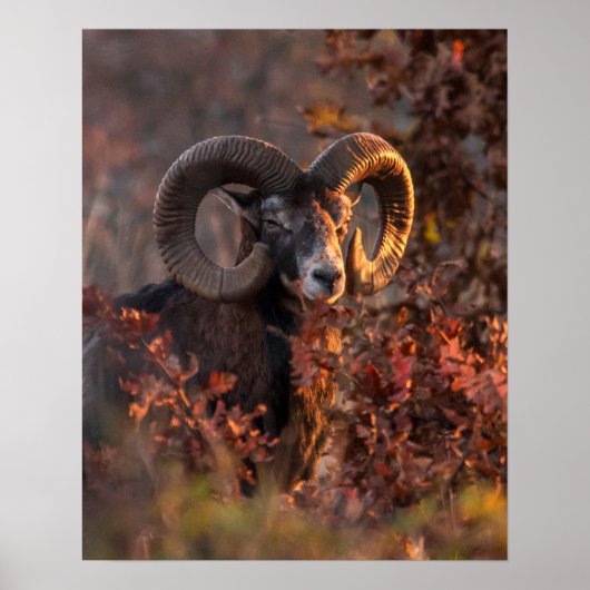 Europäischer Mufflon-Widder im Herbstwald-Wildlebe Poster (Vorne)