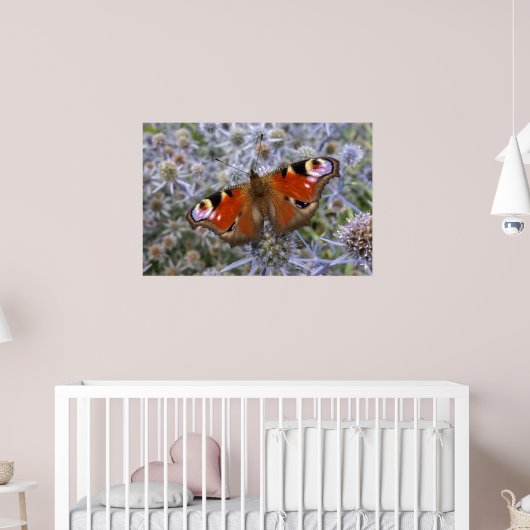 Europäischer Pfau oder Pfauenschmetterling Poster (Kinderzimmer 2)