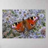 Europäischer Pfau oder Pfauenschmetterling Poster (Vorne)