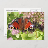 Europäischer Pfau Postkarte (Vorne/Hinten)