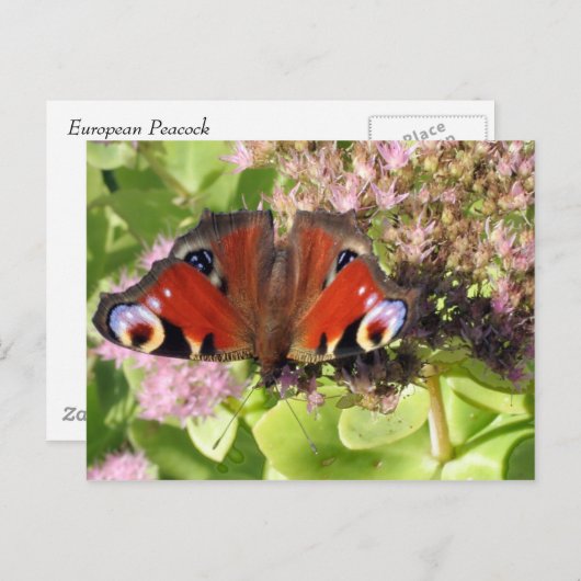 Europäischer Pfau Postkarte (Vorne/Hinten)