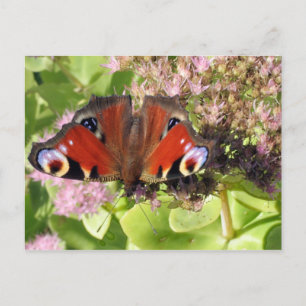 Europäischer Pfau Postkarte