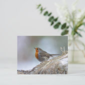Europäischer Robin im Winter Postkarte (Stehend Vorderseite)