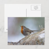 Europäischer Robin im Winter Postkarte (Vorne/Hinten)