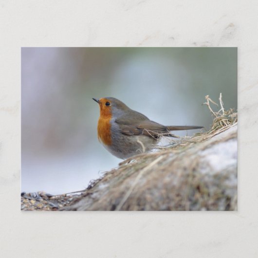 Europäischer Robin im Winter Postkarte (Vorderseite)