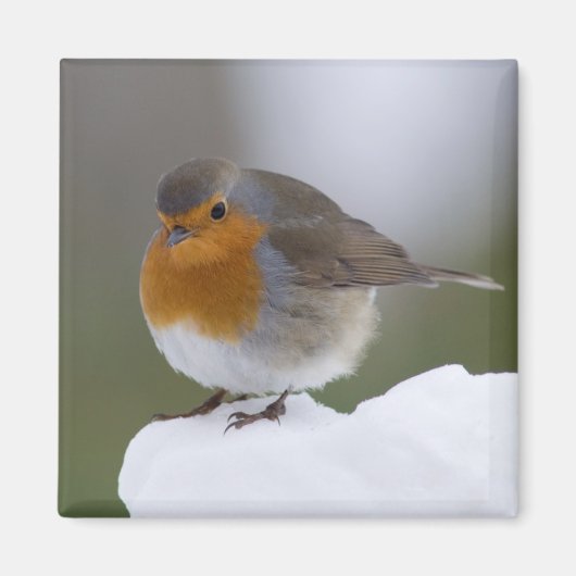 Europäischer Robin-Schnee-Magnet Magnet (Vorne)