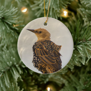 Europäischer Star-Vogel-Ornament  Keramik Ornament