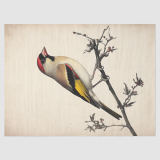 Europäischer Stieglitz-Aquarell-Decoupage-Vogel-Dr Seidenpapier