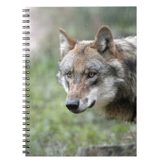 Europäischer Wolf Notizblock (Vorderseite)
