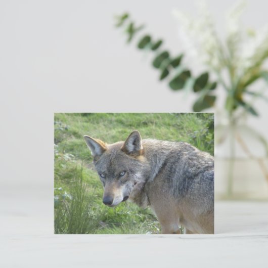 Europäischer Wolf Postkarte (Stehend Vorderseite)