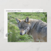 Europäischer Wolf Postkarte (Vorne/Hinten)