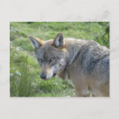 Europäischer Wolf Postkarte (Vorderseite)