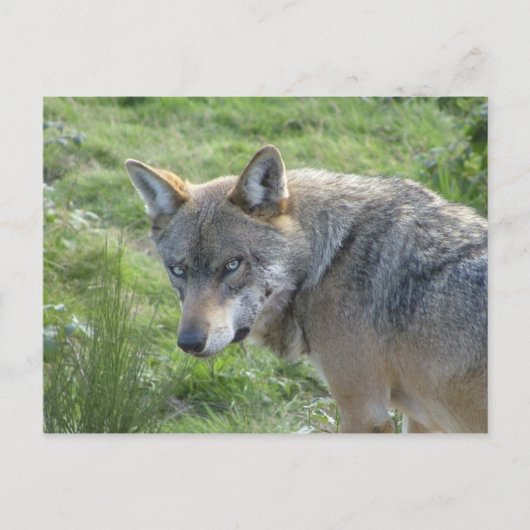 Europäischer Wolf Postkarte (Vorderseite)