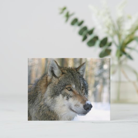 Europäischer Wolf Postkarte (Stehend Vorderseite)