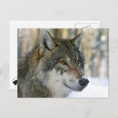 Europäischer Wolf Postkarte (Vorne/Hinten)