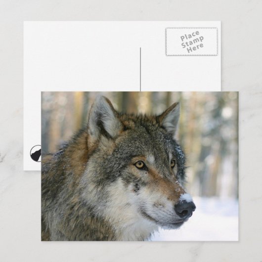 Europäischer Wolf Postkarte (Vorne/Hinten)