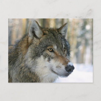 Europäischer Wolf Postkarte