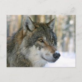Europäischer Wolf Postkarte