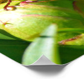 Europäisches Hornet für Knospen-Blume Poster (Ecke)