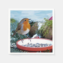 Europäisches Robin-Feeder-Foto