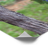 Europe, France, Roussillon. Vineyards, with Poster (Ecke)