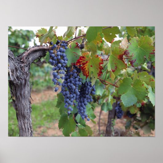 Europe, France, Roussillon. Vineyards, with Poster (Vorne)