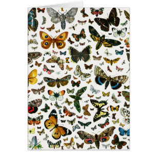 Europe’s Best-Known Butterflies and Moths Collage