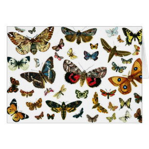Europe’s Best-Known Butterflies and Moths Collage