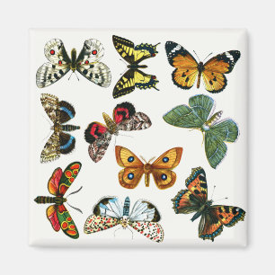 Europe’s Best-Known Butterflies and Moths Collage Magnet