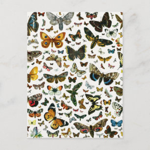 Europe’s Best-Known Butterflies and Moths Collage Postkarte