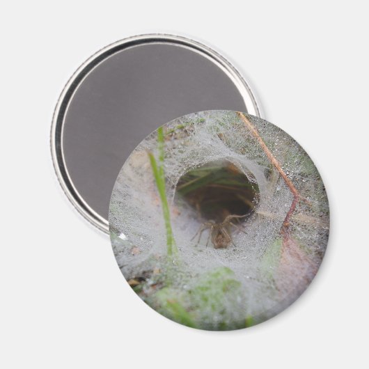 European Funnel Web Spider Magnet (Vorderseite/Rückseite)