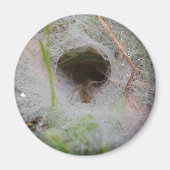 European Funnel Web Spider Magnet (Vorne)