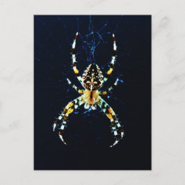 European Garden Spider Postkarte