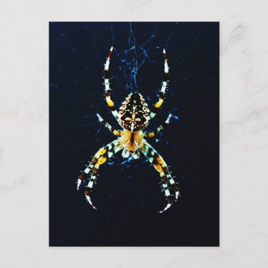 European Garden Spider Postkarte (Vorderseite)