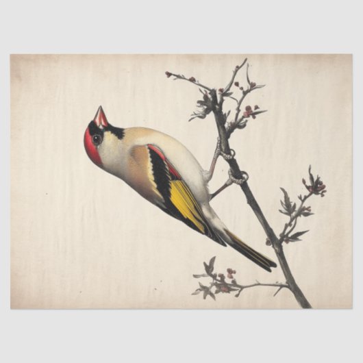 European Goldfinch Watercolor Decoupage Bird Print Seidenpapier (Vorderseite)