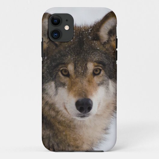 European Grey Wolf Case-Mate iPhone Hülle (Rückseite)