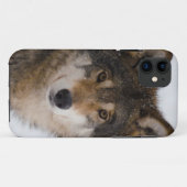 European Grey Wolf Case-Mate iPhone Hülle (Rückseite (Horizontal))