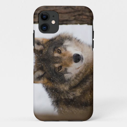 European Grey Wolf Case-Mate iPhone Hülle (Rückseite)