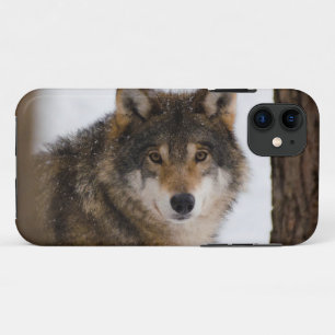 European Grey Wolf Case-Mate iPhone Hülle