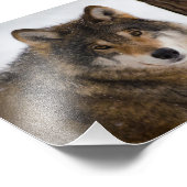 European Grey Wolf Fotodruck (Ecke)