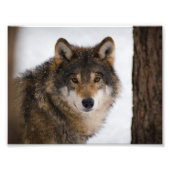 European Grey Wolf Fotodruck (Vorne)