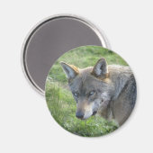 European Grey Wolf Magnet (Vorderseite/Rückseite)