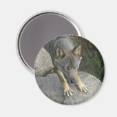 European Grey Wolf Magnet (Vorderseite/Rückseite)