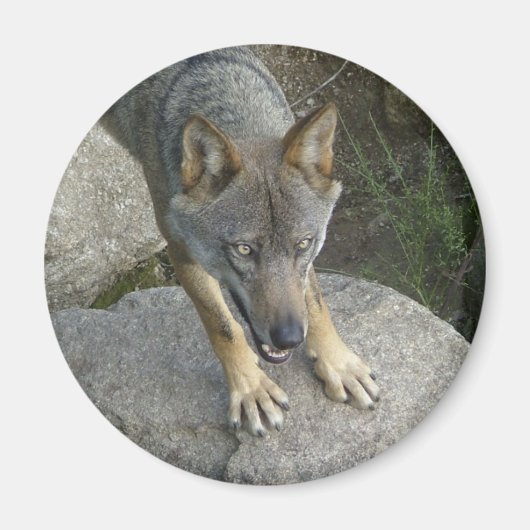 European Grey Wolf Magnet (Vorne)