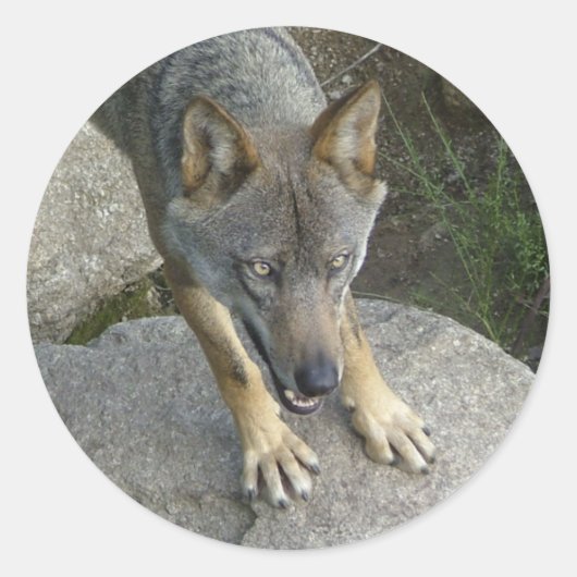 European Grey Wolf Runder Aufkleber (Vorderseite)