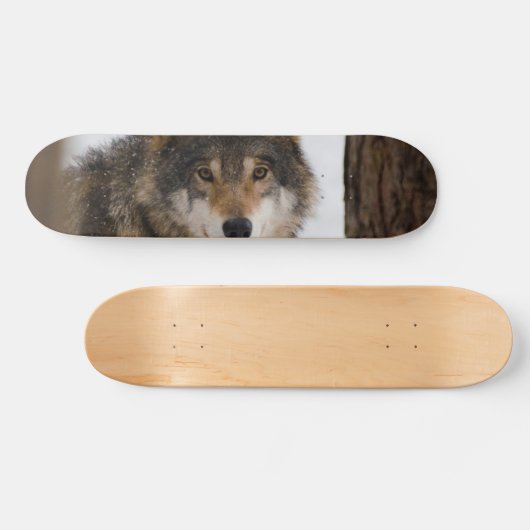 European Grey Wolf Skateboard (Horizontal)
