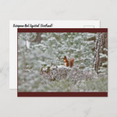 European Red Squirrel Postkarte (Vorne/Hinten)