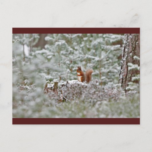 European Red Squirrel Postkarte (Vorderseite)