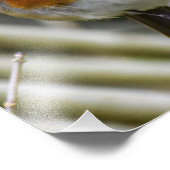 European Robin Fotodruck (Ecke)